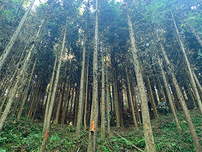 嚴把森林培育質量關，譜寫資源培育新篇章