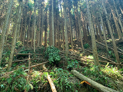 嚴把森林培育質量關，譜寫資源培育新篇章